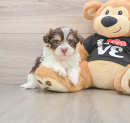6 week old Havanese Puppy For Sale - Puppy Love PR