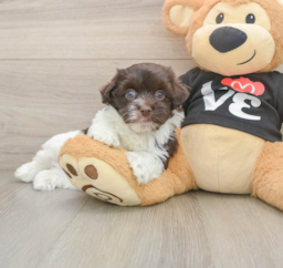 5 week old Havanese Puppy For Sale - Puppy Love PR