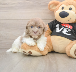 5 week old Havanese Puppy For Sale - Puppy Love PR