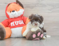 7 week old Havanese Puppy For Sale - Puppy Love PR