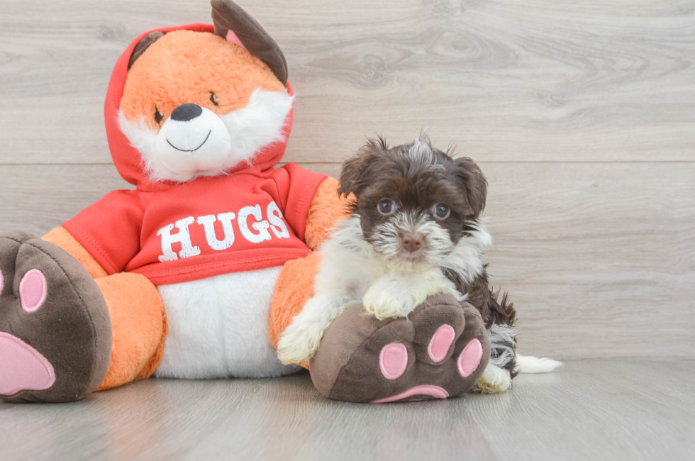 5 week old Havanese Puppy For Sale - Puppy Love PR