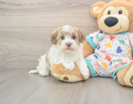5 week old Havanese Puppy For Sale - Puppy Love PR