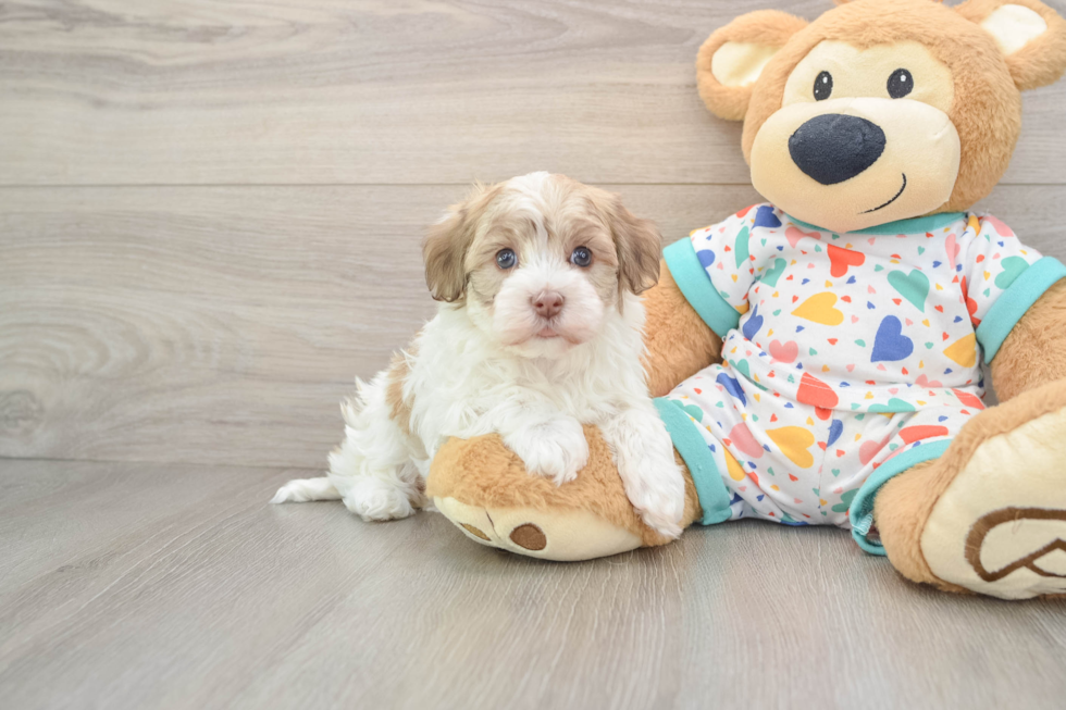 Hypoallergenic Havanese Purebred Pup