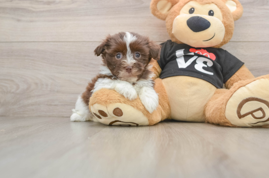 TASI, a Havanese littermate