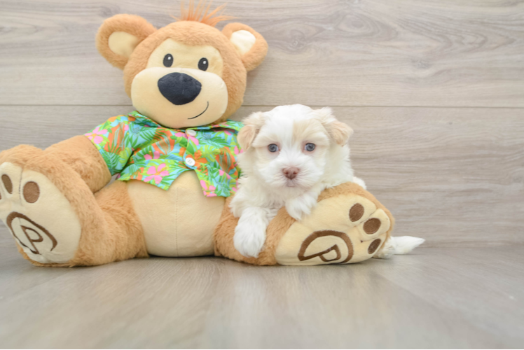 Friendly Havanese Baby