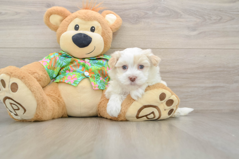 Friendly Havanese Baby