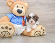 5 week old Havanese Puppy For Sale - Puppy Love PR