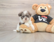 6 week old Havanese Puppy For Sale - Puppy Love PR