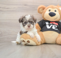 6 week old Havanese Puppy For Sale - Puppy Love PR