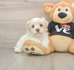 5 week old Havanese Puppy For Sale - Puppy Love PR