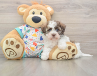 5 week old Havanese Puppy For Sale - Puppy Love PR