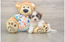 Havanese Puppy for Adoption