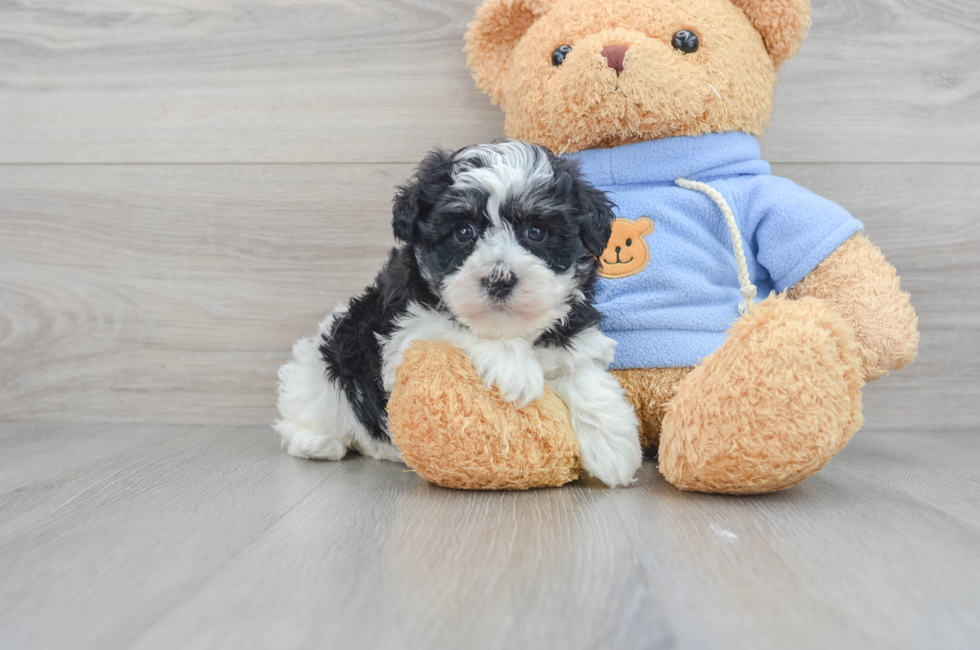 5 week old Havanese Puppy For Sale - Puppy Love PR