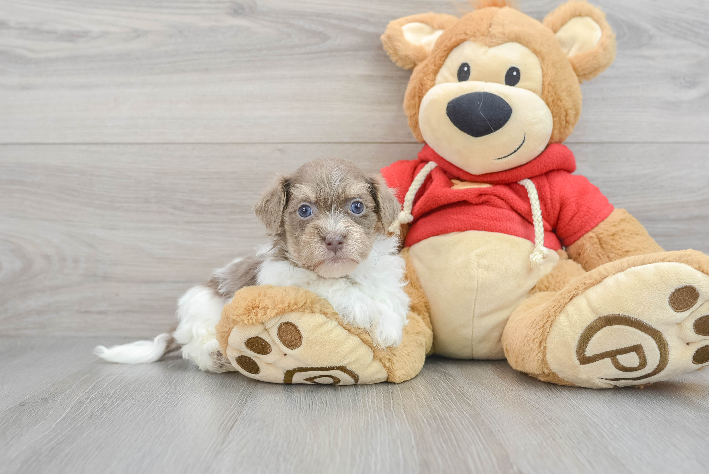 Havanese Pup Being Cute