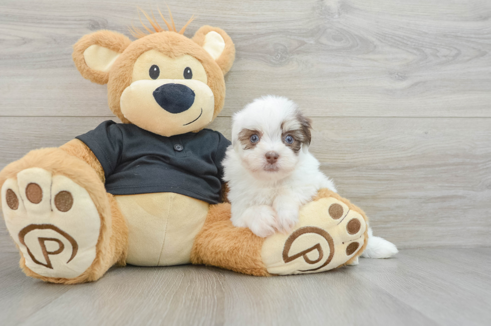 6 week old Havanese Puppy For Sale - Puppy Love PR