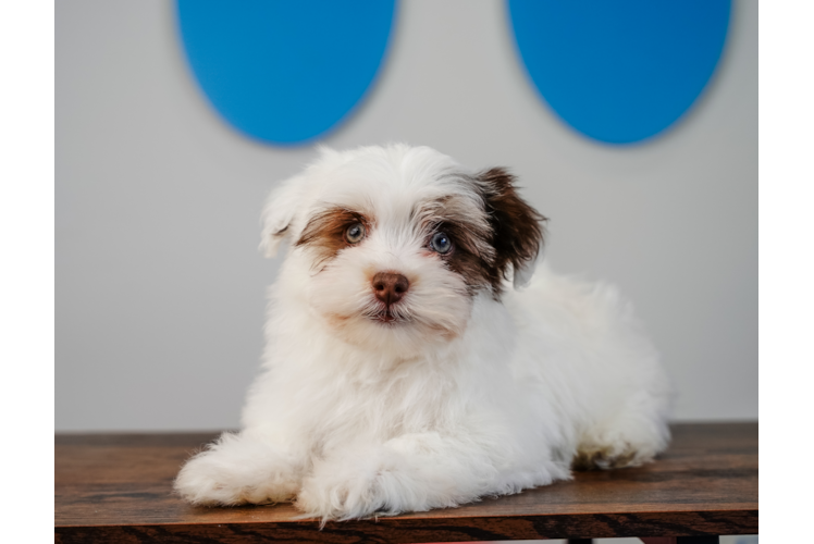 Cute Havanese Baby