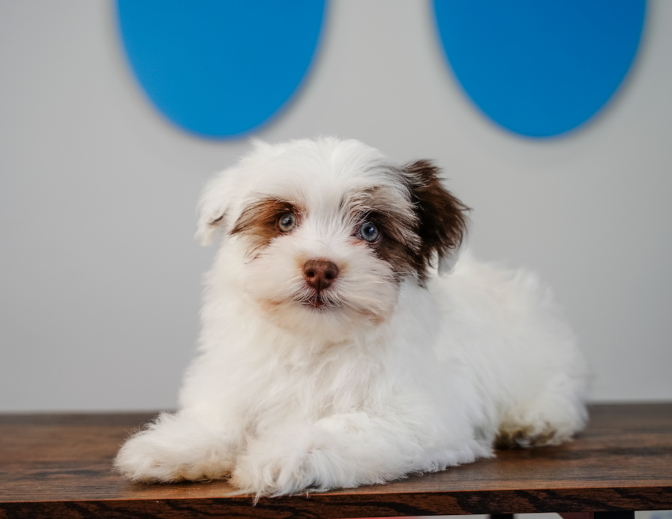 Cute Havanese Baby