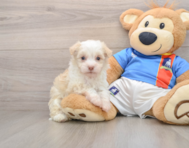 5 week old Havanese Puppy For Sale - Puppy Love PR