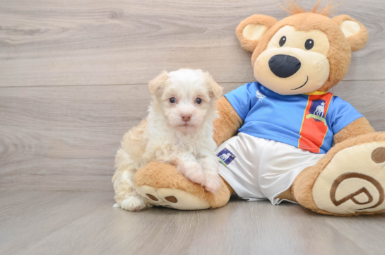 Havanese Puppy for Adoption