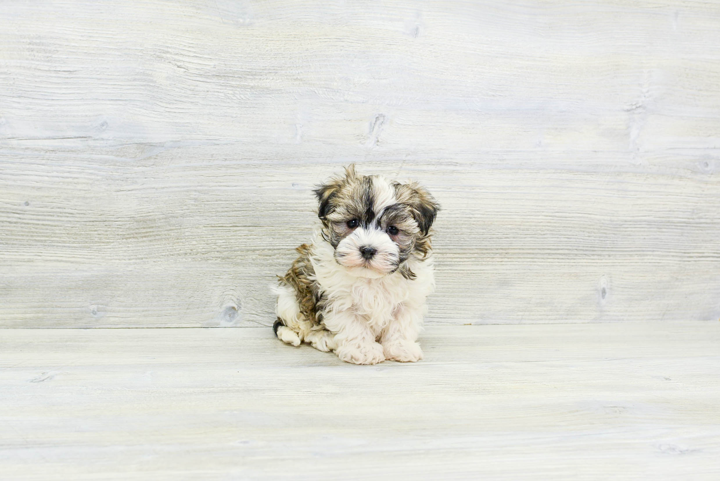 Best Havanese Baby