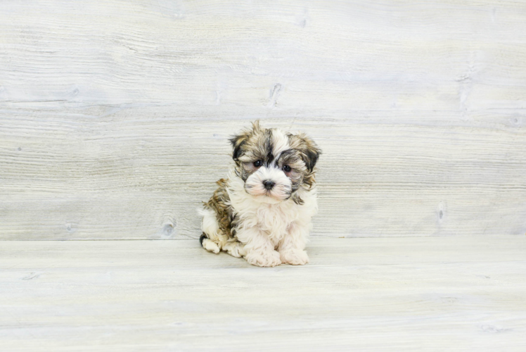 Meet Tony - our Havanese Puppy Photo 1/4 - Puppy Love PR Best Havanese Baby