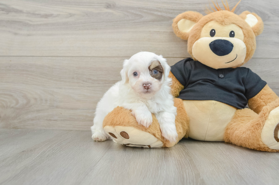 6 week old Havanese Puppy For Sale - Puppy Love PR