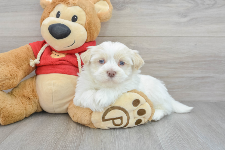Meet Valen - our Havanese Puppy Photo 1/3 - Puppy Love PR Energetic Havanese Purebred Puppy
