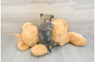 Fluffy Havanezer Purebred Puppy