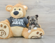 7 week old Morkie Puppy For Sale - Puppy Love PR
