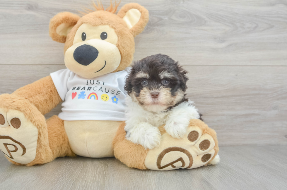 5 week old Havanese Puppy For Sale - Puppy Love PR