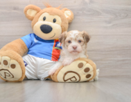 5 week old Havanese Puppy For Sale - Puppy Love PR