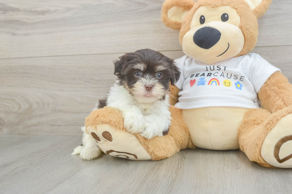 Havanese Pup Being Cute