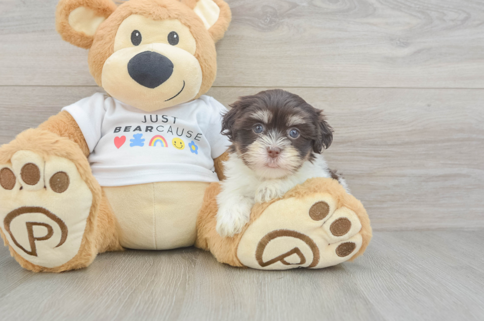 5 week old Havanese Puppy For Sale - Puppy Love PR