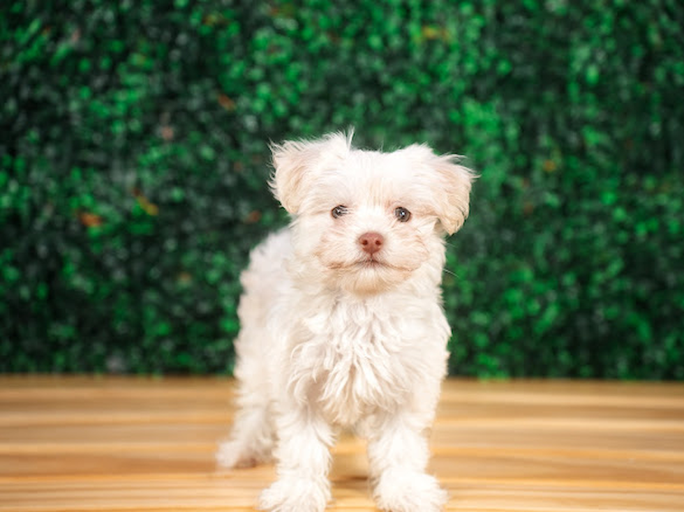 Havanese Puppy for Adoption