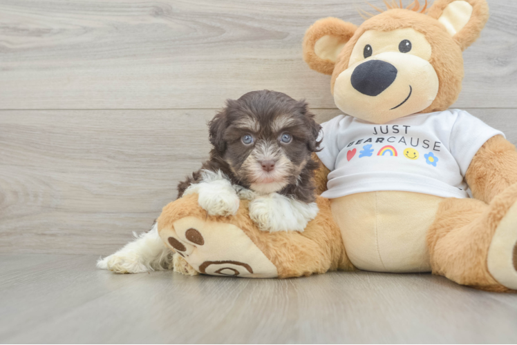 Akc Registered Havanese Baby
