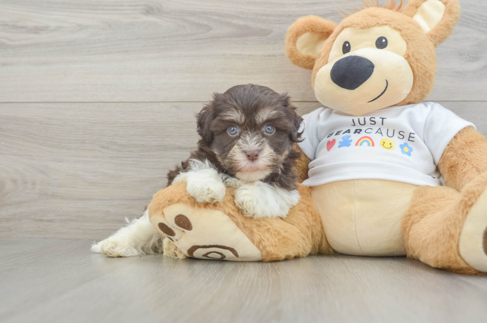 5 week old Havanese Puppy For Sale - Puppy Love PR