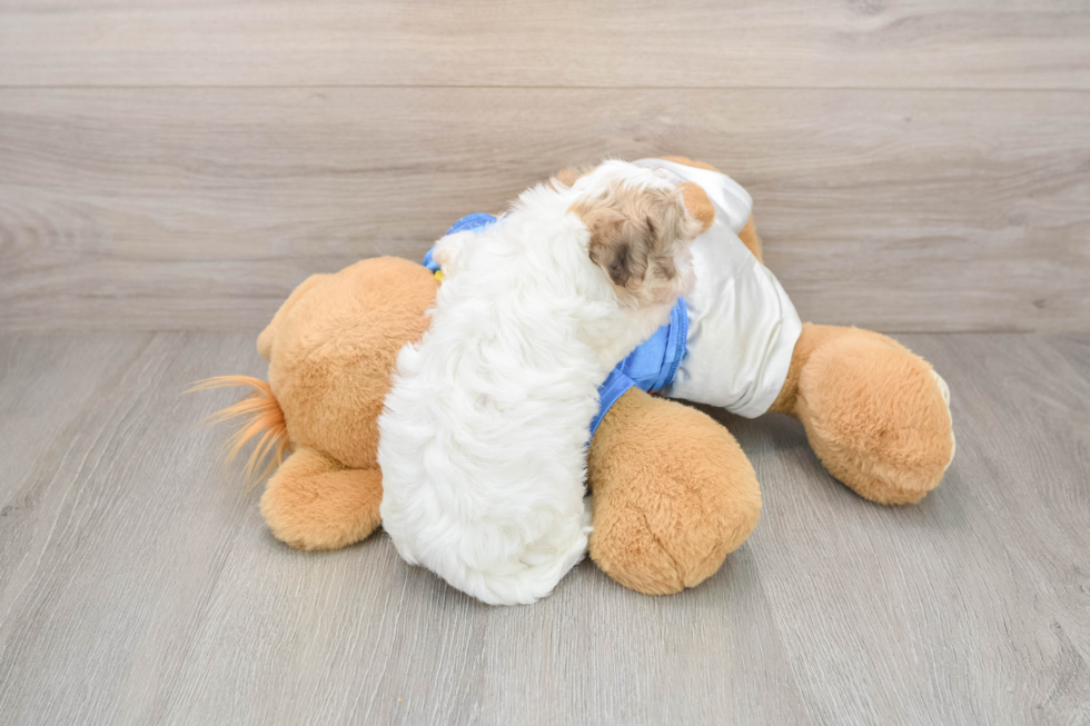 Havanese Puppy for Adoption