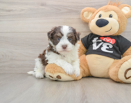 5 week old Havanese Puppy For Sale - Puppy Love PR