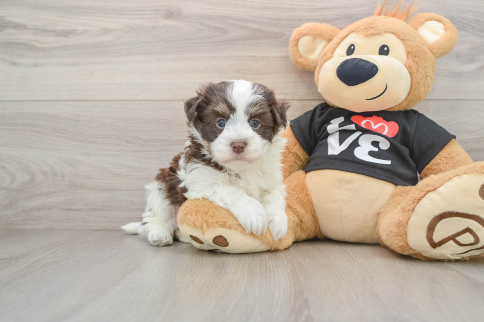 Petite Bichon Havanes Purebred Puppy