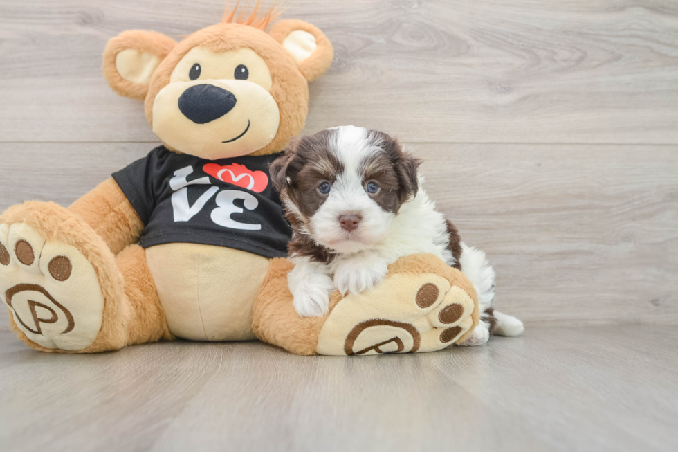 Havanese Puppy for Adoption