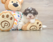 8 week old Havanese Puppy For Sale - Puppy Love PR