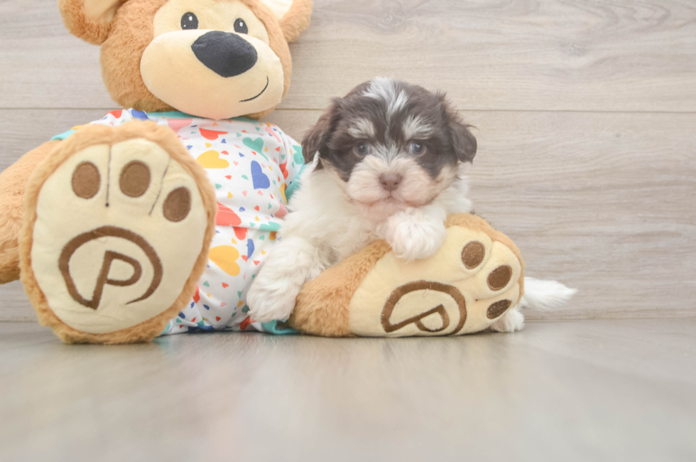 6 week old Havanese Puppy For Sale - Puppy Love PR