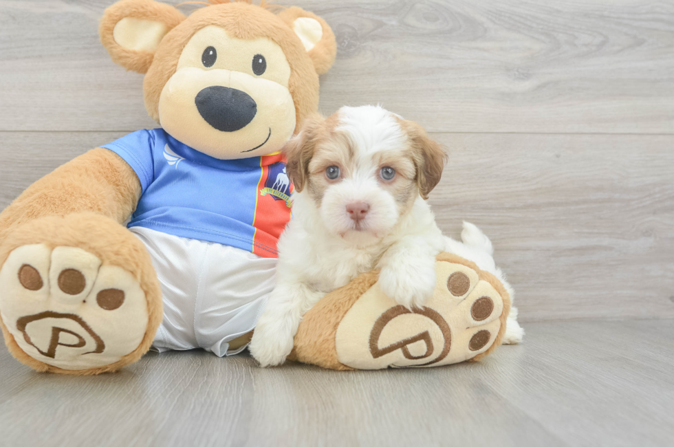 6 week old Havanese Puppy For Sale - Puppy Love PR
