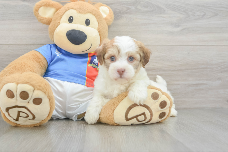 Meet Zevia - our Havanese Puppy Photo 1/3 - Puppy Love PR Small Havanese Baby