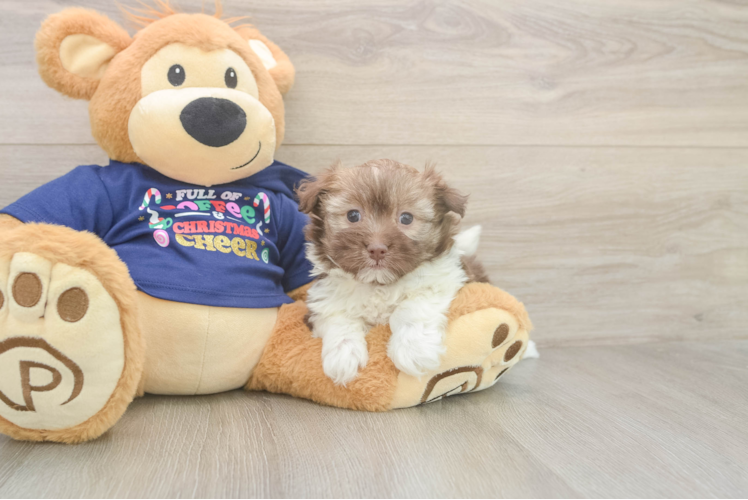 Smart Havaneser Purebred Puppy