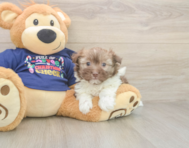 5 week old Havanese Puppy For Sale - Puppy Love PR