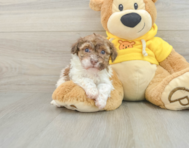 6 week old Havanese Puppy For Sale - Puppy Love PR