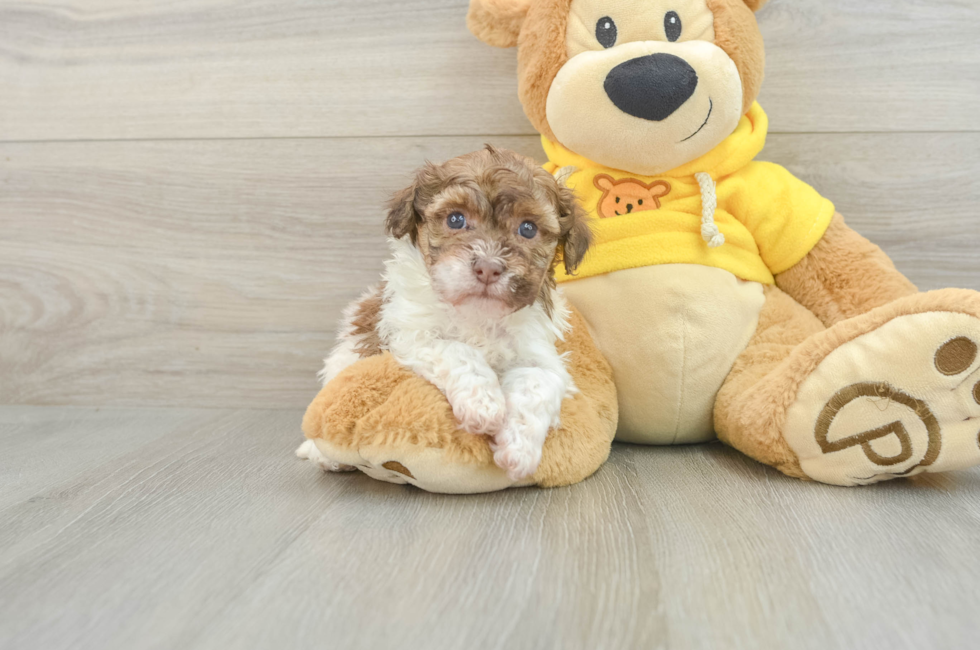 6 week old Havanese Puppy For Sale - Puppy Love PR