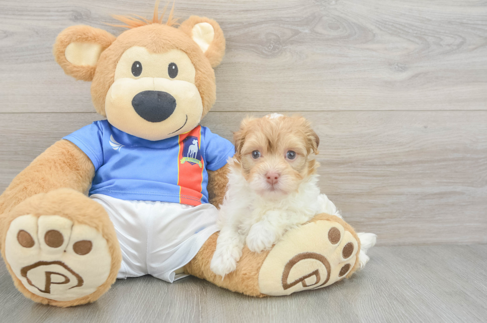 6 week old Havanese Puppy For Sale - Puppy Love PR