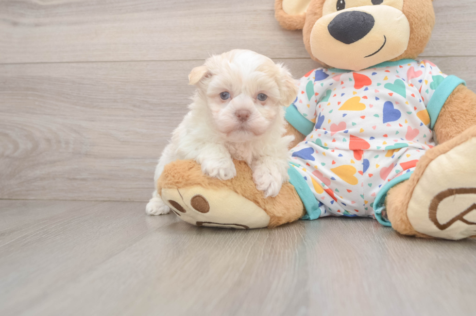 5 week old Havanese Puppy For Sale - Puppy Love PR